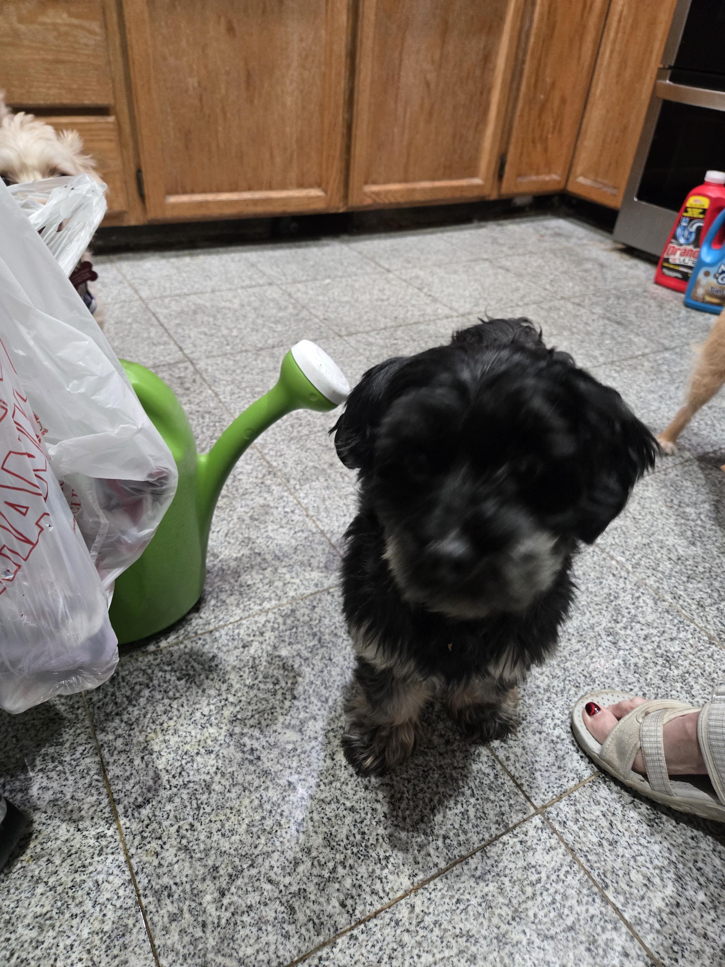 Enlarge Joey, an adopted Yorkshire Terrier in West Valley, UT image 3/3
