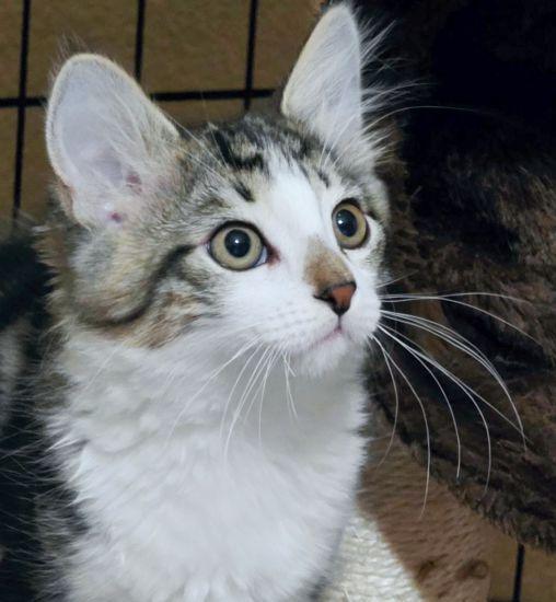 Molly, Adoptable, Kitten Female Domestic Medium Hair.