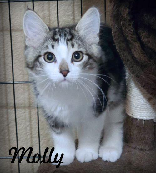 Enlarge Molly, a Adoptable Domestic Medium Hair in Anaheim Hills, CA image 2/3