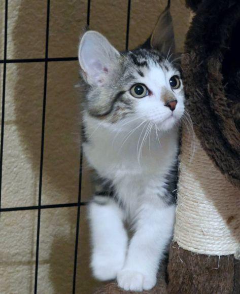 Enlarge Molly, a Adoptable Domestic Medium Hair in Anaheim Hills, CA image 3/3