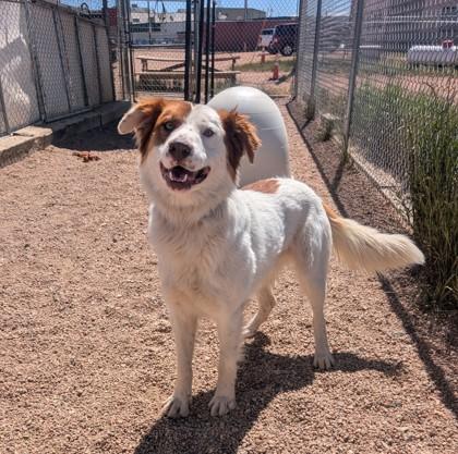 Stan, Adoptable, Adult Male Australian Shepherd & Mixed Breed.