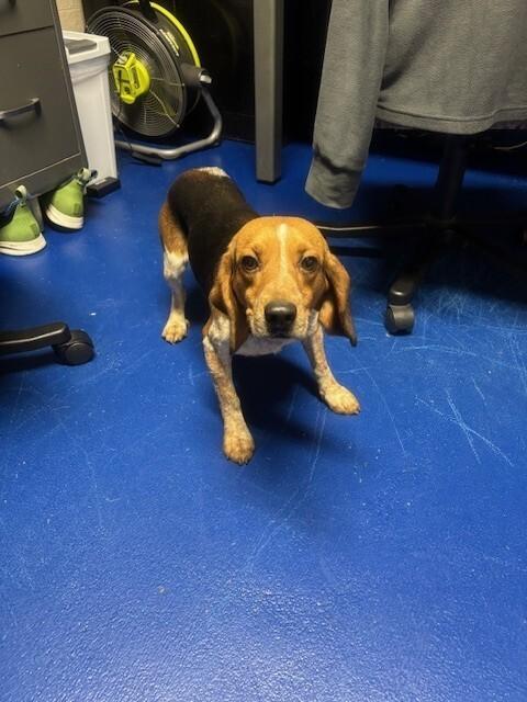 Logan, Adoptable, Adult Male Beagle.