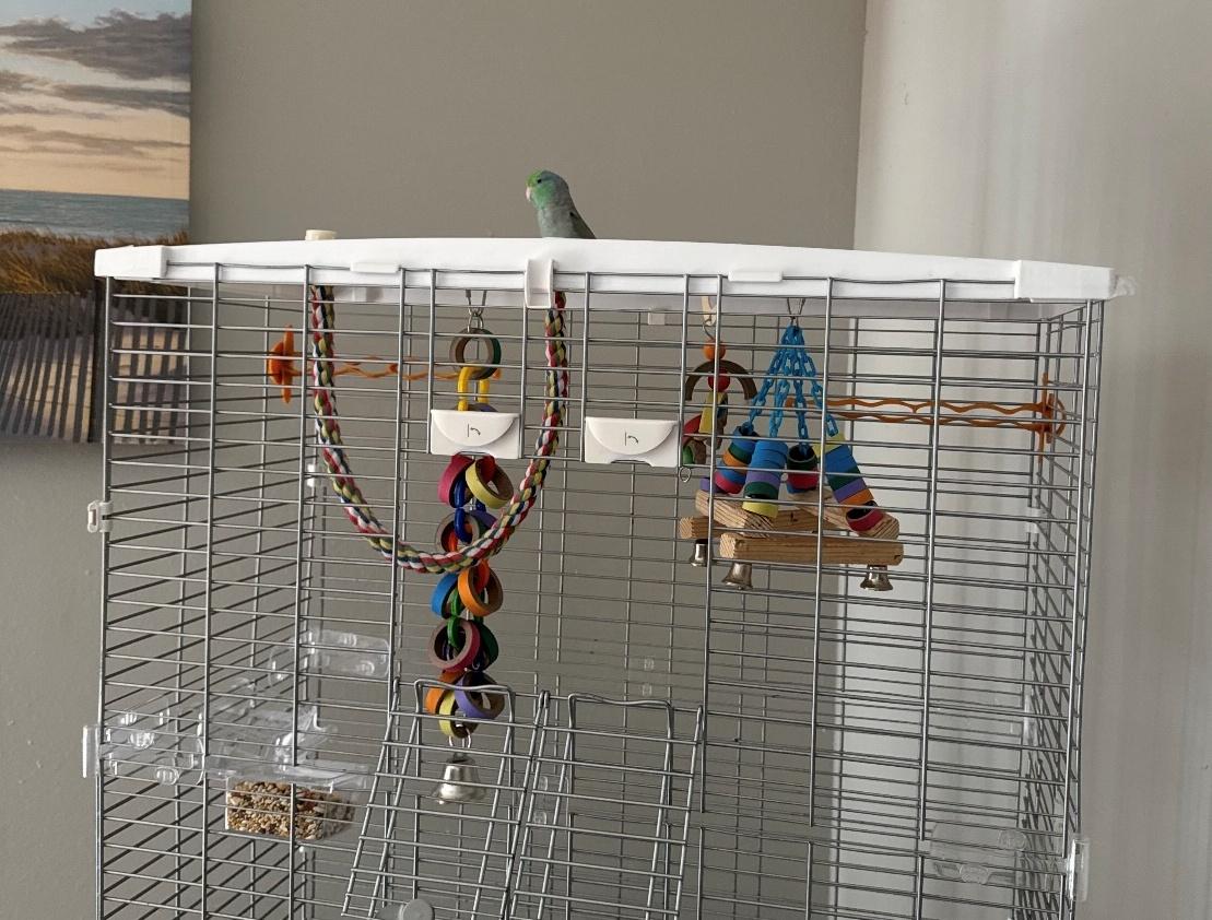 Kiwi, Adoptable, Adult Female Parrotlet.