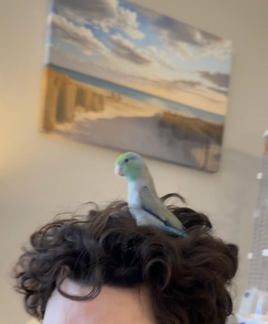 Enlarge Kiwi, a Adoptable Parrotlet in St Petersburg, FL image 2/4