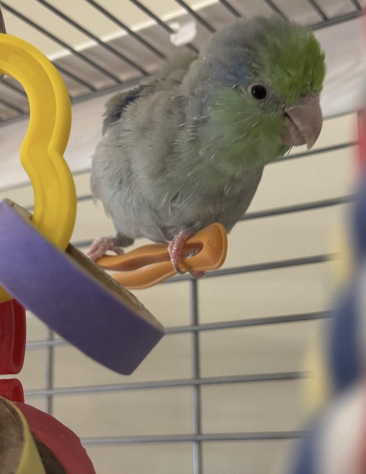 Enlarge Kiwi, a Adoptable Parrotlet in St Petersburg, FL image 3/4