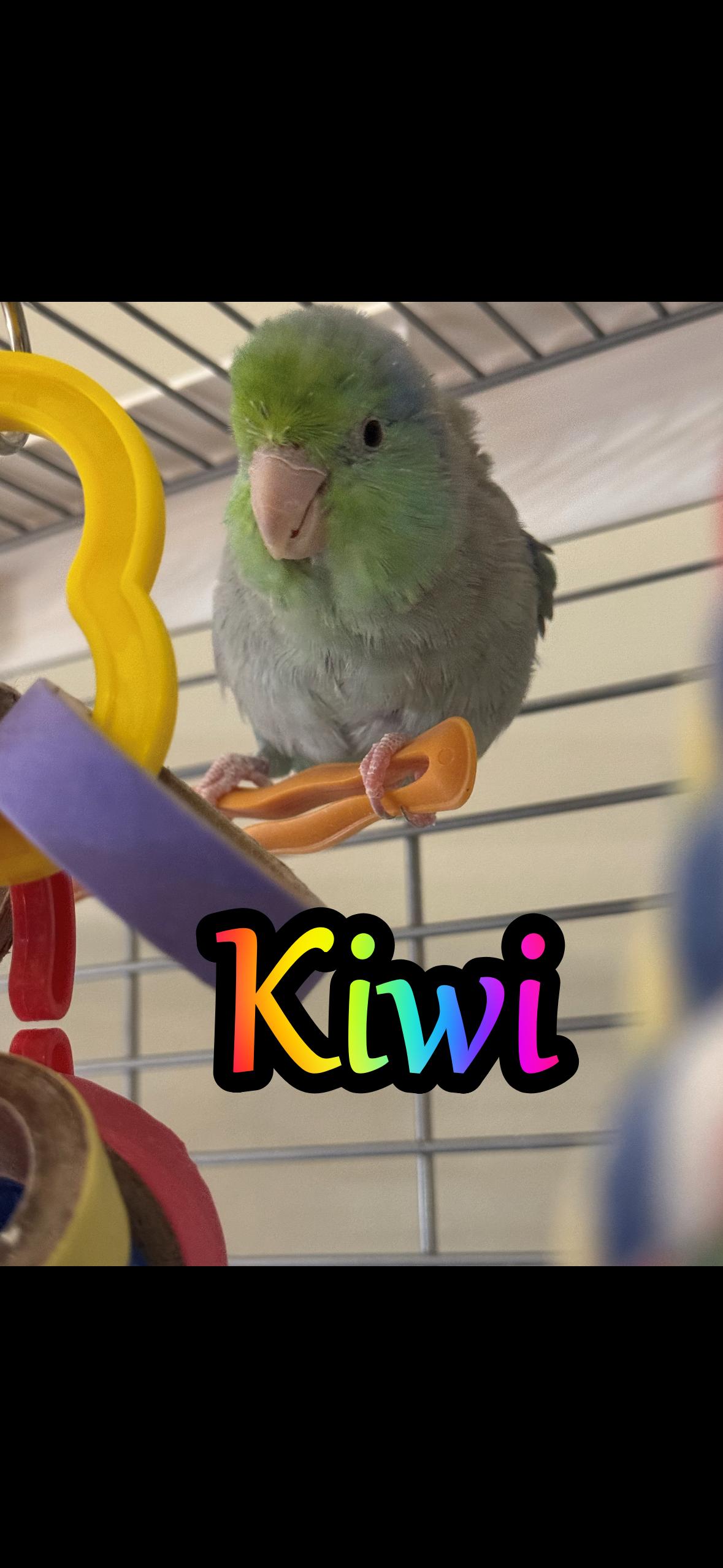 Kiwi, Adoptable, Adult Female Parrotlet.