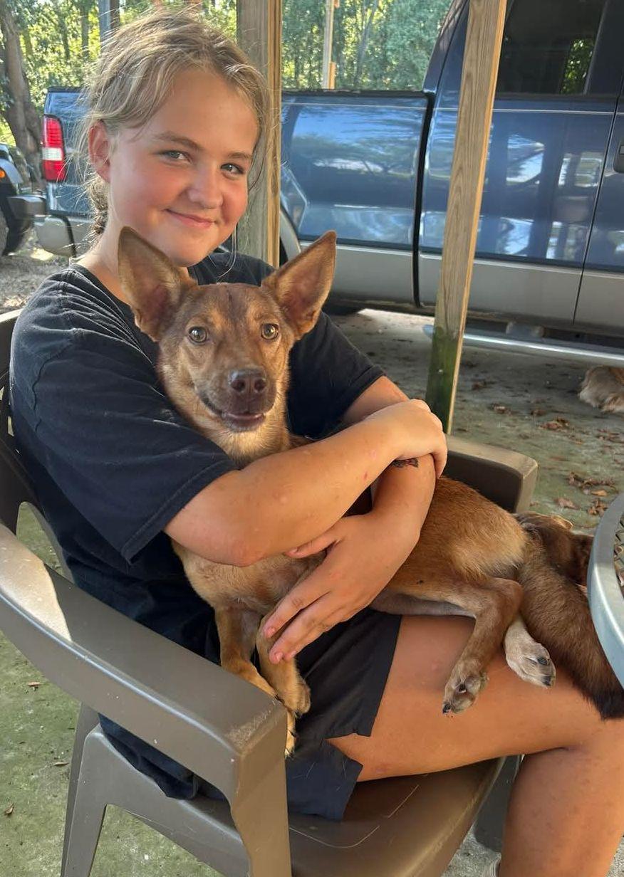 Rocky, a Adoptable Australian Cattle Dog / Blue Heeler in Baileyton, AL image 1/3