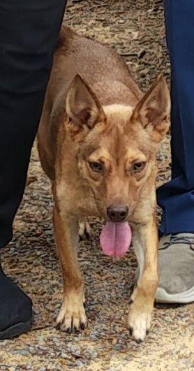Enlarge Rocky, a Adoptable Australian Cattle Dog / Blue Heeler in Baileyton, AL image 1/3
