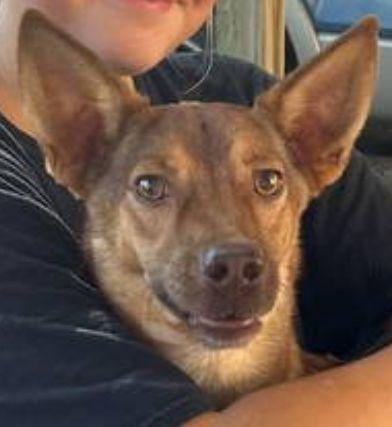 Enlarge Rocky, a Adoptable Australian Cattle Dog / Blue Heeler in Baileyton, AL image 2/3