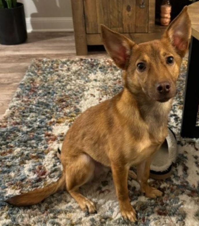 Enlarge Rocky, a Adoptable Australian Cattle Dog / Blue Heeler in Baileyton, AL image 2/3