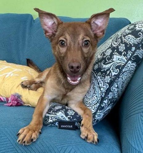 Enlarge Rocky, a Adoptable Australian Cattle Dog / Blue Heeler in Baileyton, AL image 3/3
