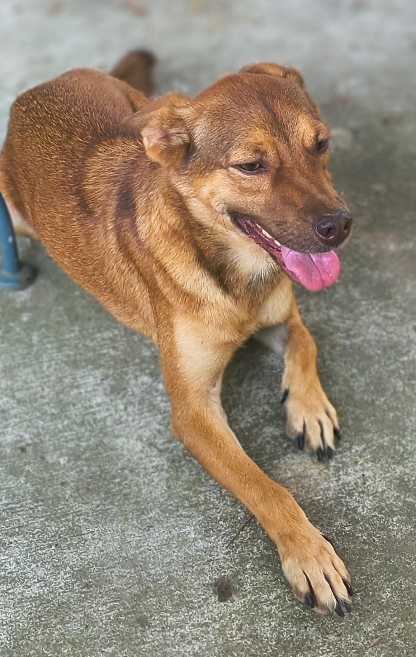 Enlarge Rocky, a Adoptable Australian Cattle Dog / Blue Heeler in Baileyton, AL image 3/3