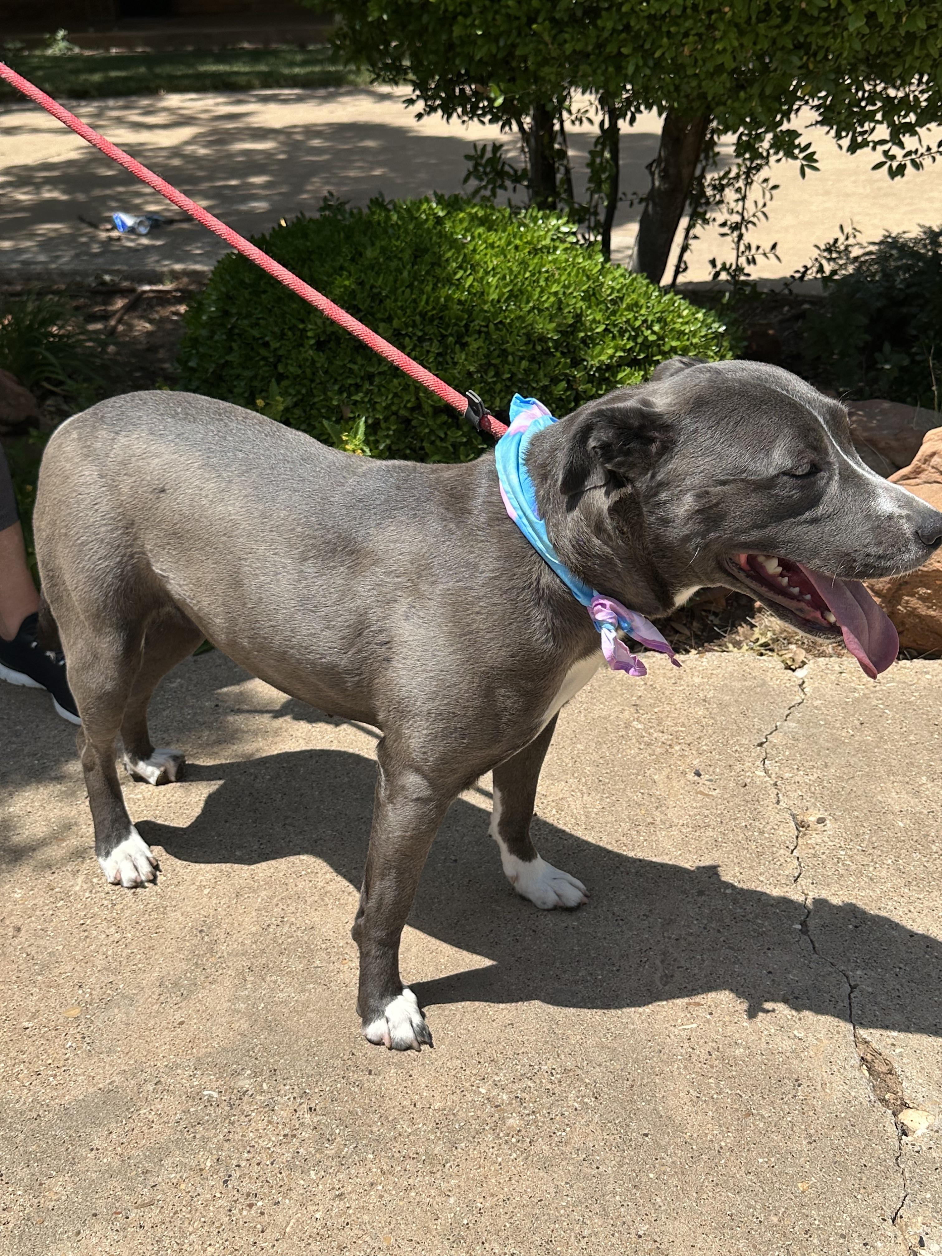 Enlarge HANNAH, a Adoptable mixed breed in Boise, ID image 3/6