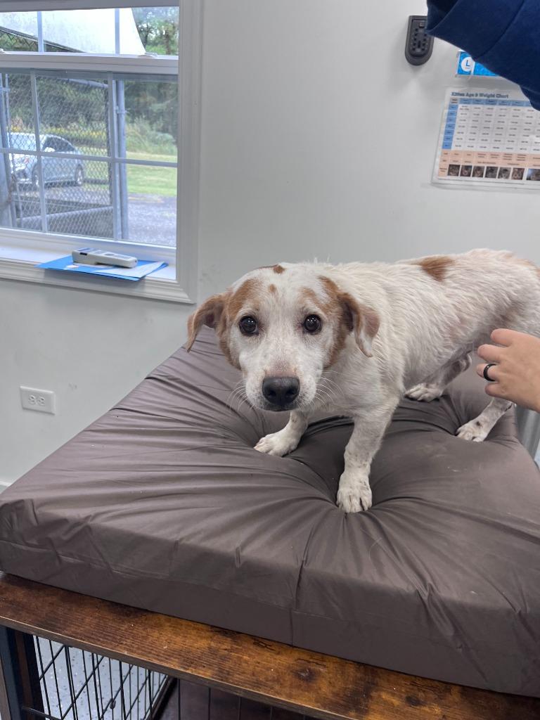 Enlarge Apollo, a Adoptable mixed breed in Cambridge, MD image 1/1