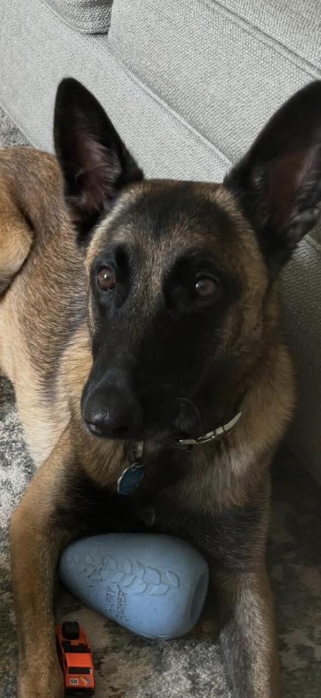 Scout, a Adoptable Belgian Shepherd / Malinois in Dacula, GA image 1/6