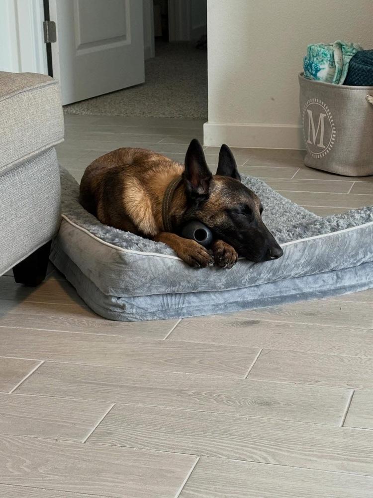 Scout, a Adoptable Belgian Shepherd / Malinois in Dacula, GA image 2/6