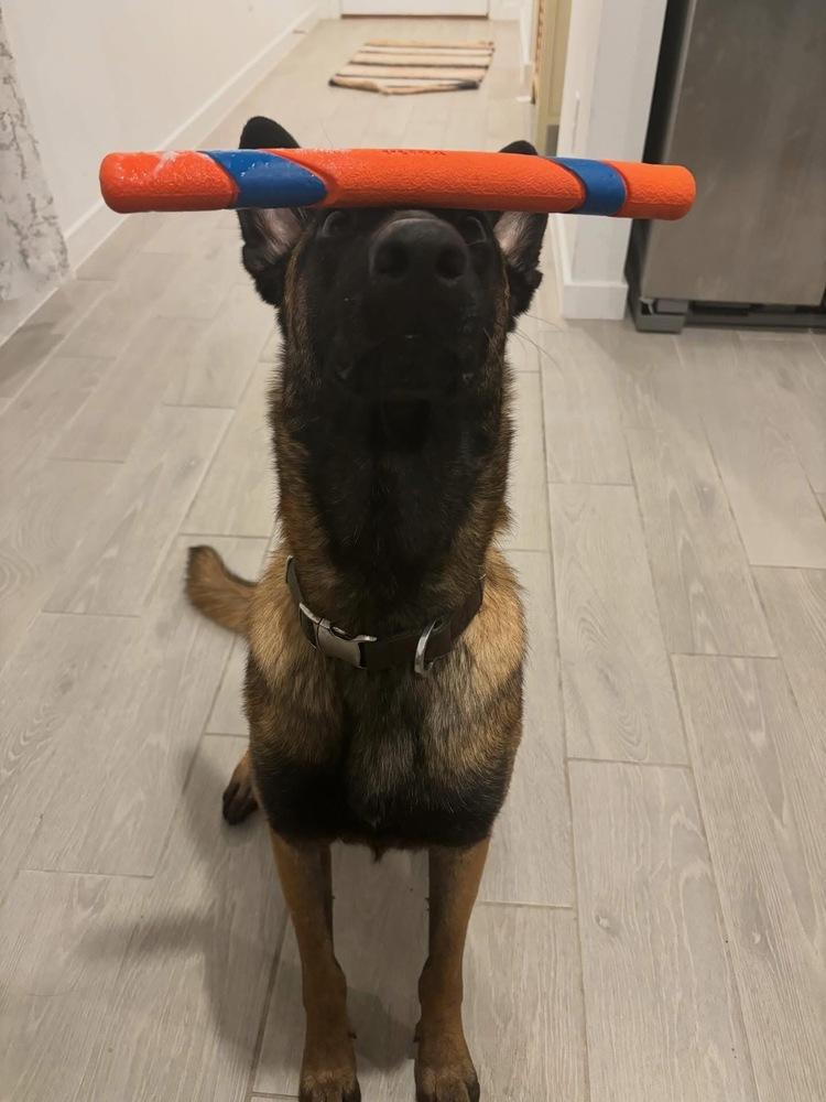 Scout, a Adoptable Belgian Shepherd / Malinois in Dacula, GA image 3/6