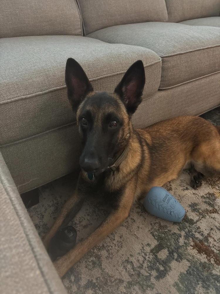 Scout, Adoptable, Adult Male Belgian Shepherd / Malinois.