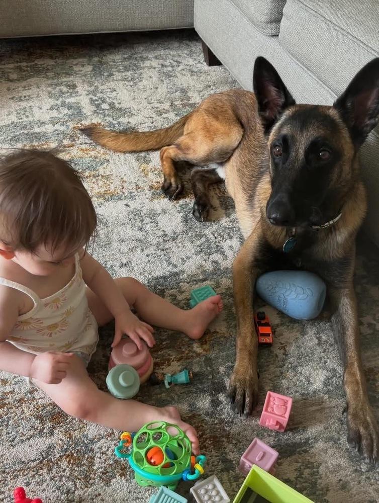 Scout, a Adoptable Belgian Shepherd / Malinois in Dacula, GA image 5/6