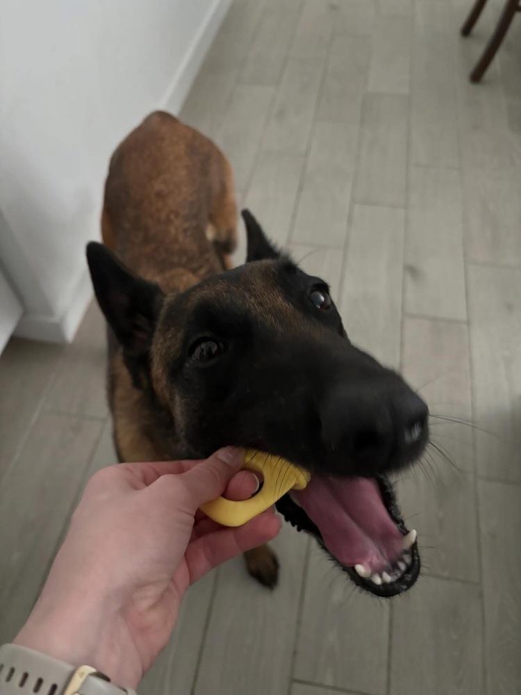 Scout, a Adoptable Belgian Shepherd / Malinois in Dacula, GA image 6/6