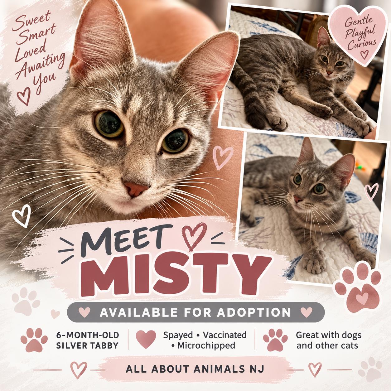 Enlarge Misty, a Adoptable Domestic Short Hair in Brick, NJ image 1/1