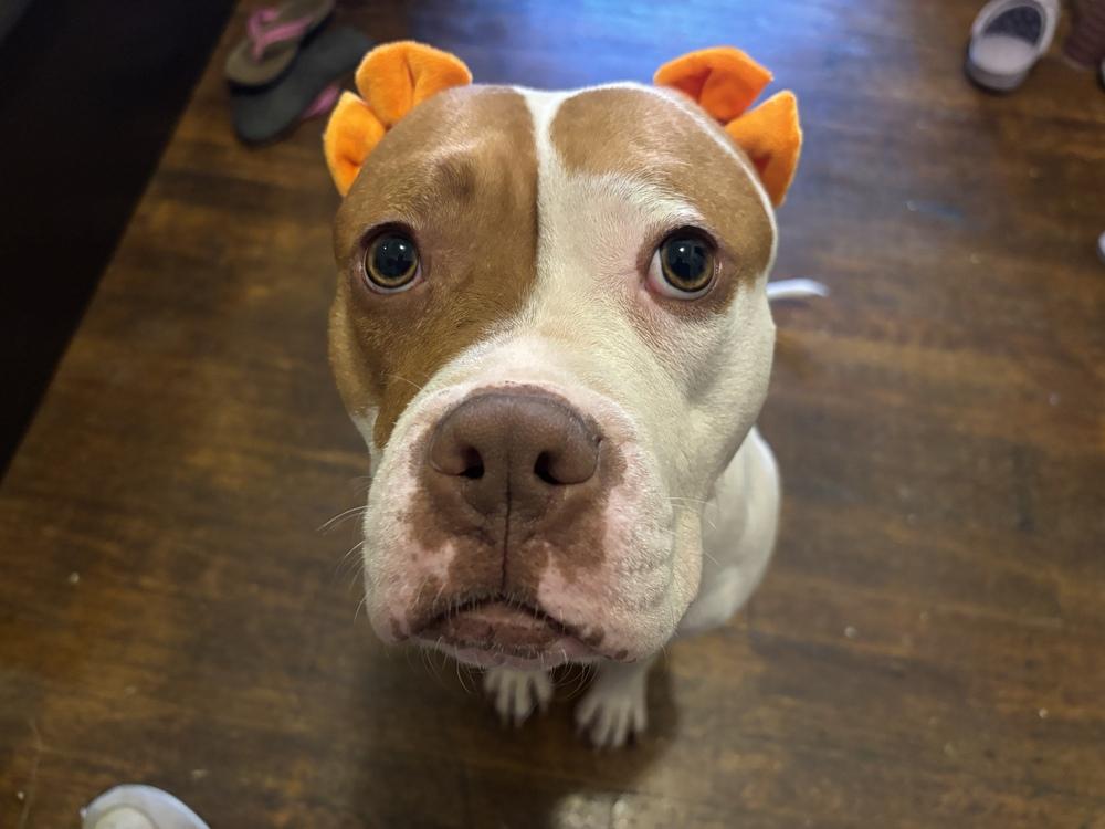 Enlarge Pulaski, a Adoptable mixed breed in New York, NY image 1/6