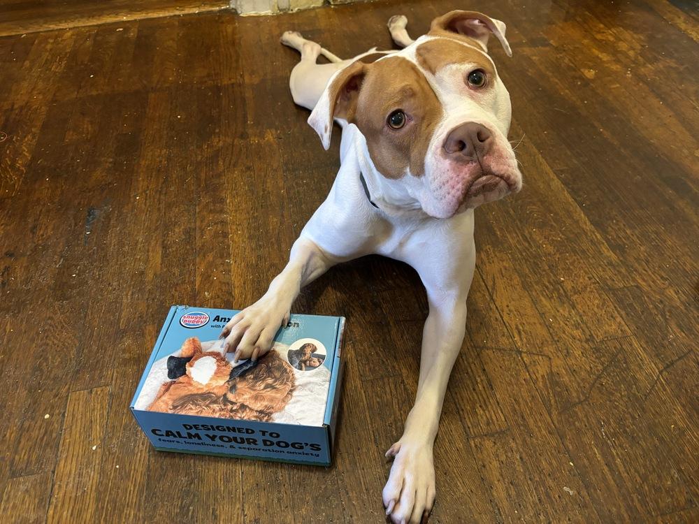 Enlarge Pulaski, a Adoptable mixed breed in New York, NY image 2/6