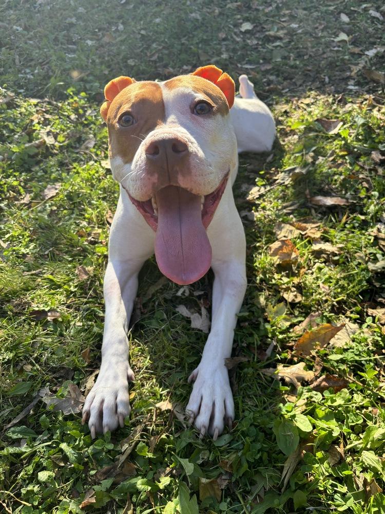 Enlarge Pulaski, a Adoptable mixed breed in New York, NY image 3/6