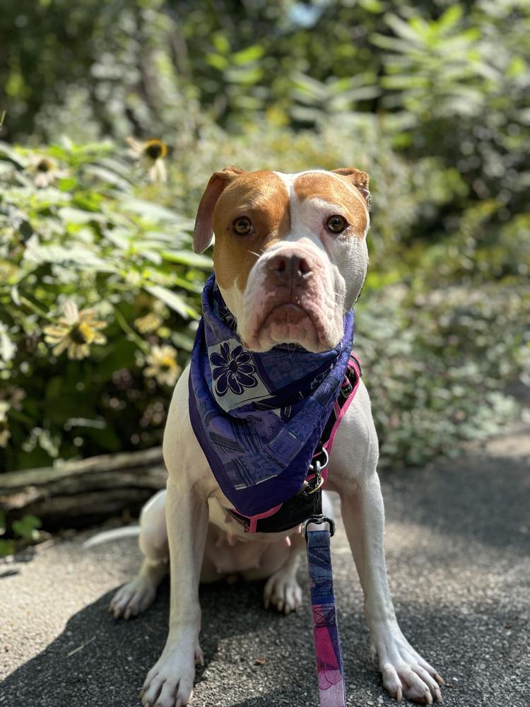 Pulaski, Adoptable, Adult Female Mixed Breed.