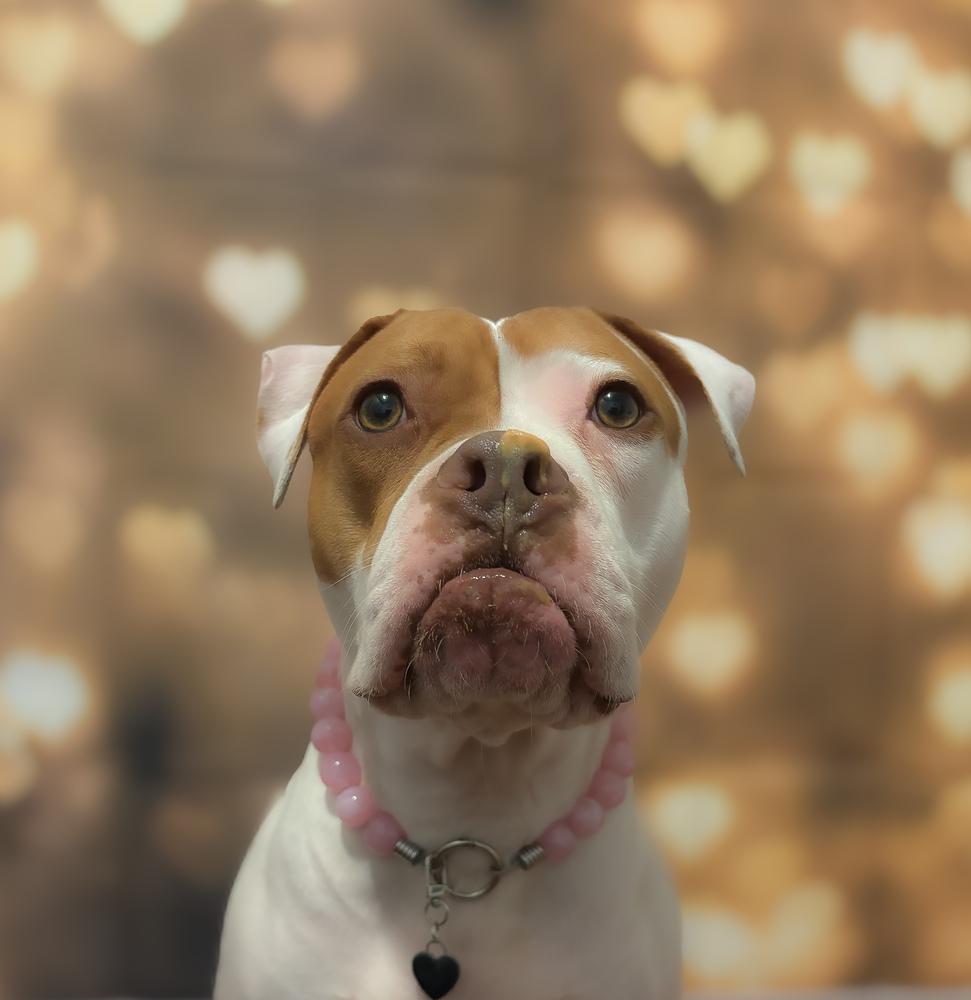 Enlarge Pulaski, a Adoptable mixed breed in New York, NY image 4/6