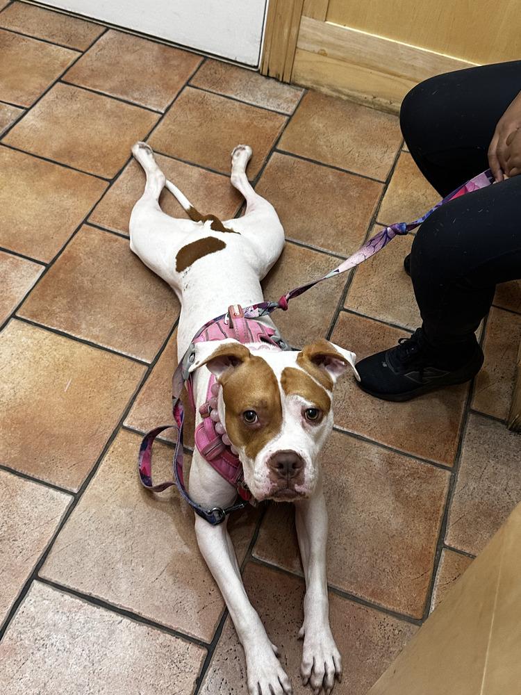 Enlarge Pulaski, a Adoptable mixed breed in New York, NY image 2/5