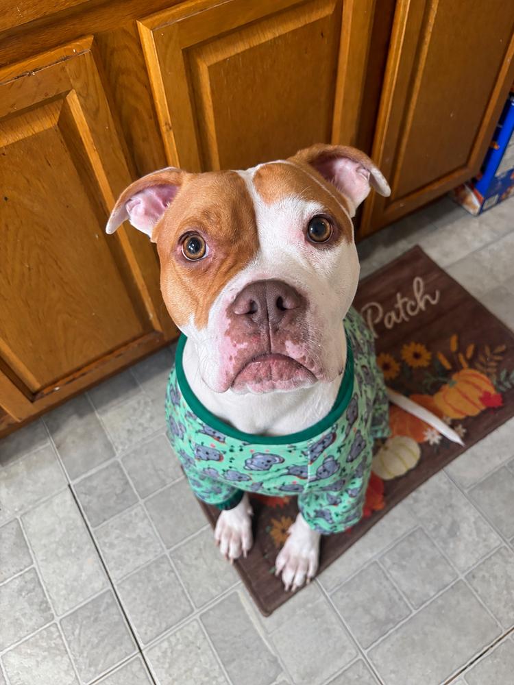 Enlarge Pulaski, a Adoptable mixed breed in New York, NY image 3/5