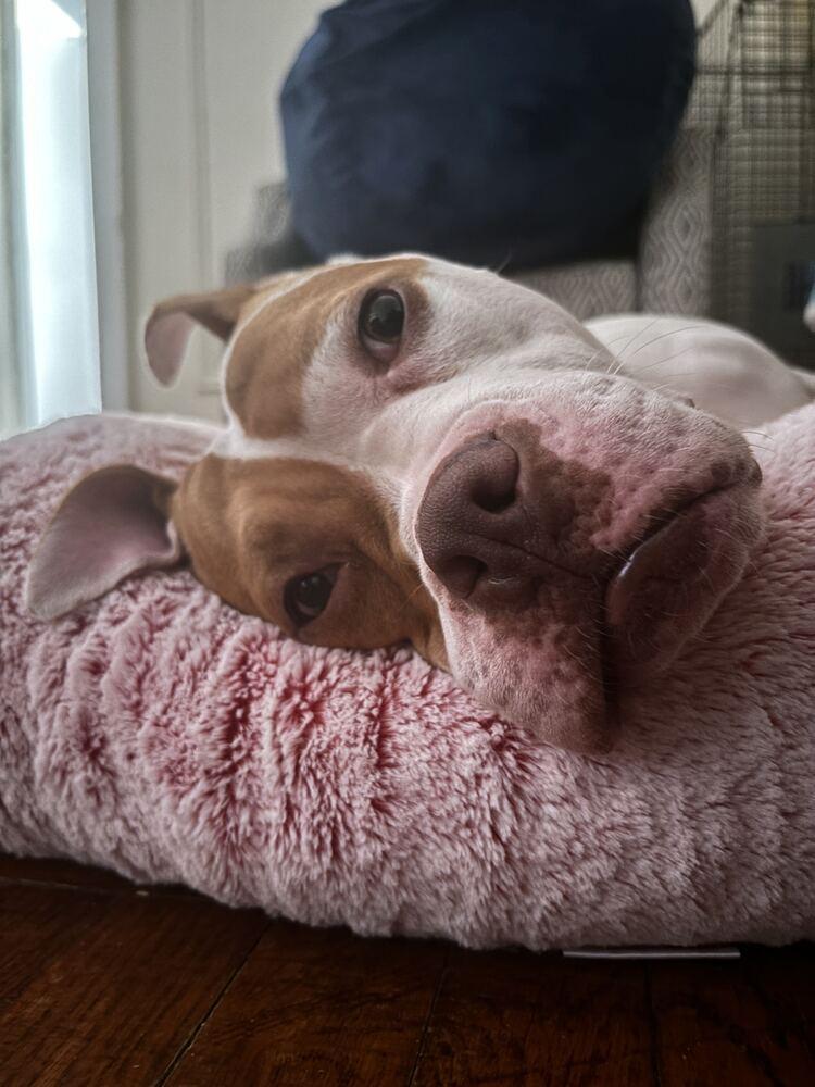 Enlarge Pulaski, a Adoptable mixed breed in New York, NY image 4/5