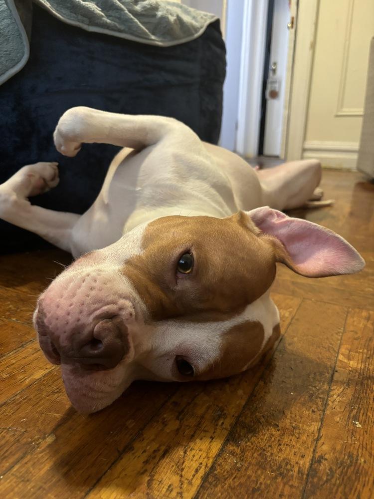 Enlarge Pulaski, a Adoptable mixed breed in New York, NY image 5/6