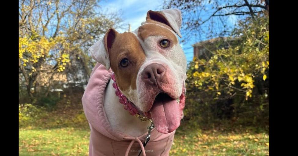 Enlarge Pulaski, a Adoptable mixed breed in New York, NY image 6/6