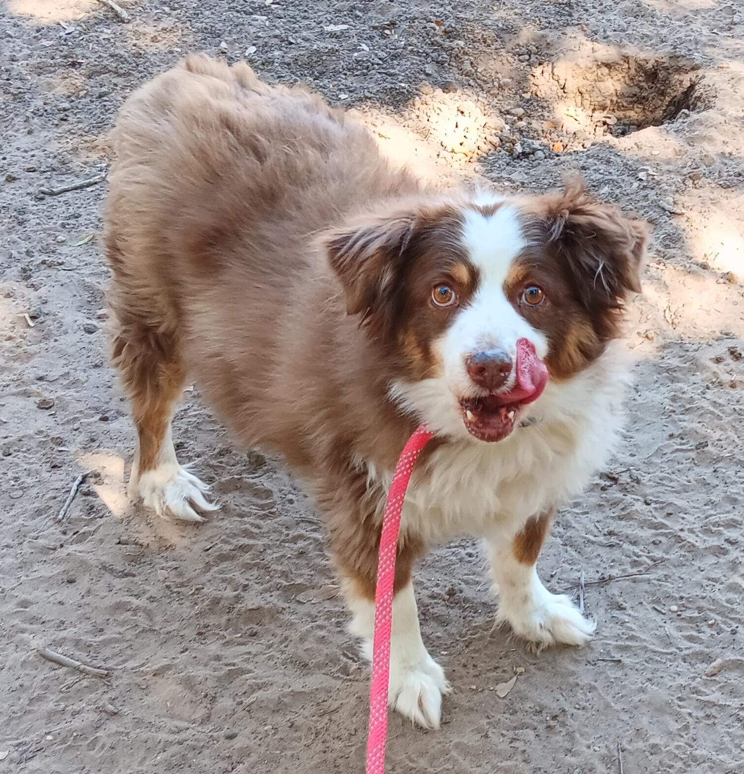 Enlarge Gentry, a Adopted Australian Shepherd in Wallis, TX image 2/3