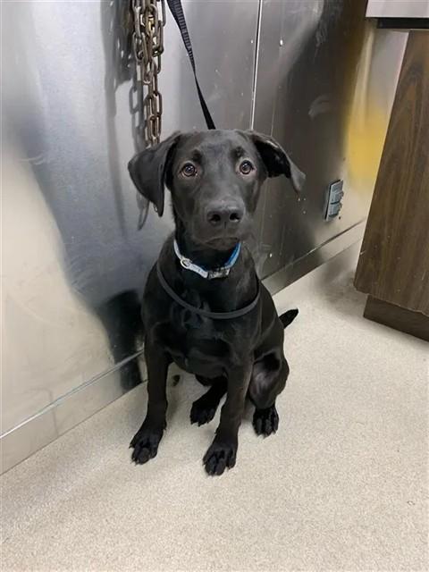Enlarge HOLLANDER, a Adoptable mixed breed in Fairbanks, AK image 1/1