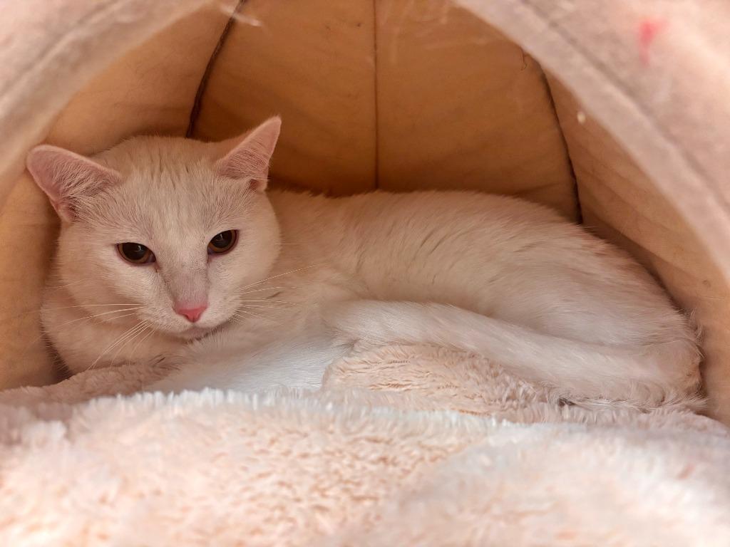 Snowball, Adoptable, Adult Male Domestic Short Hair.