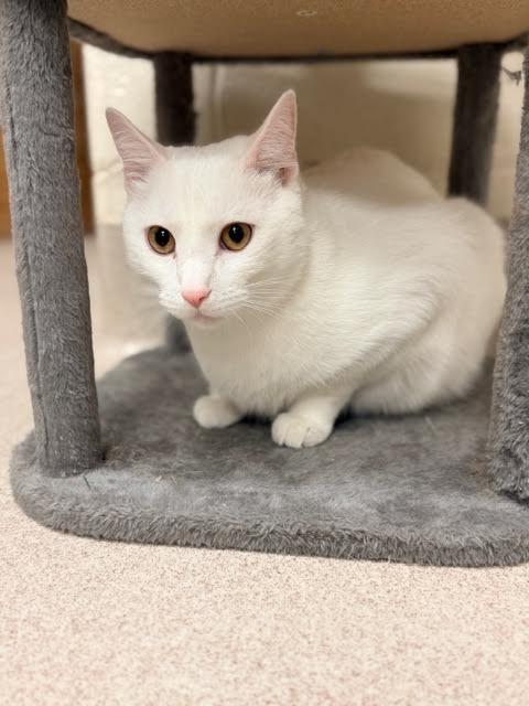 Enlarge Snowball, a Adoptable mixed breed in Madison, GA image 2/2
