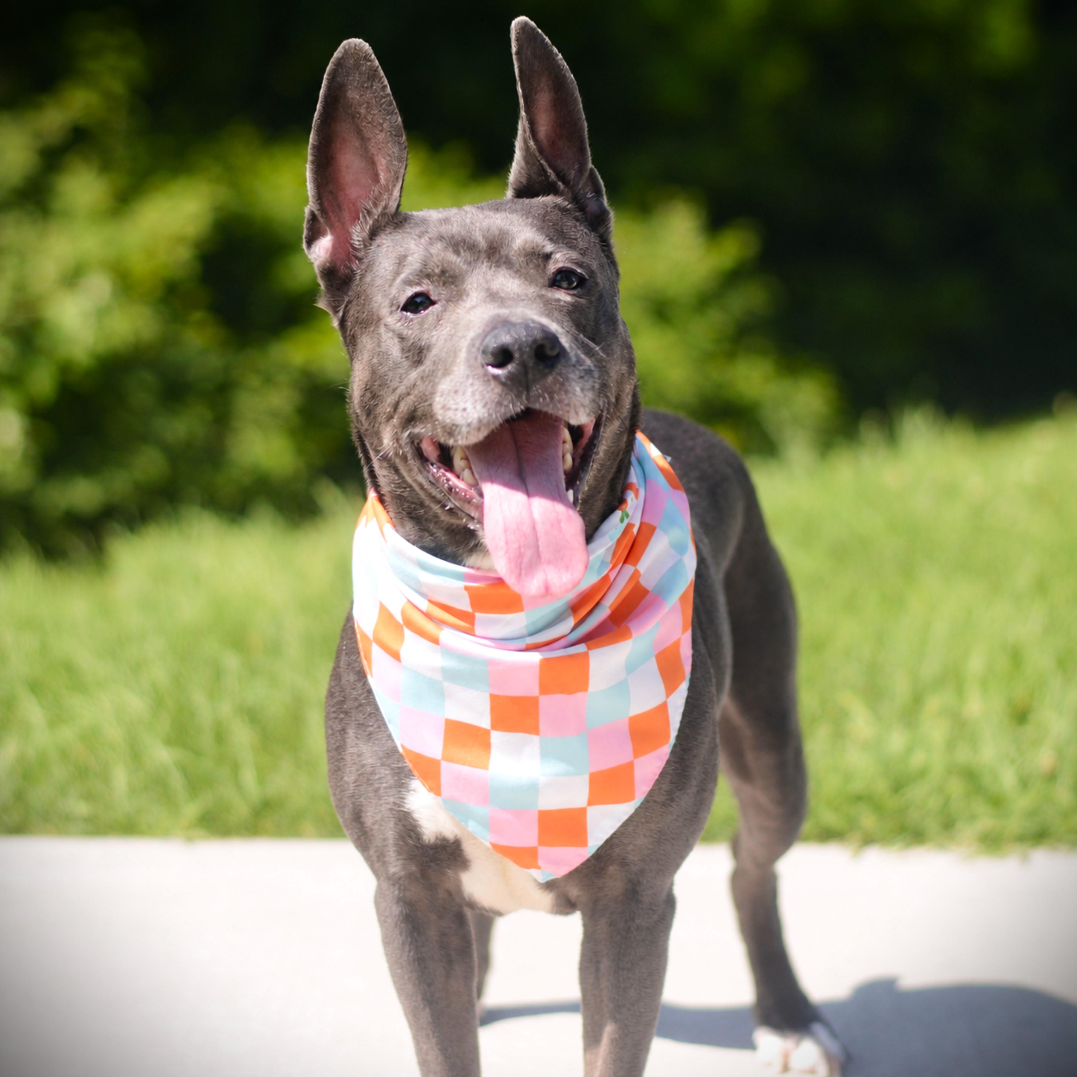 Enlarge Miss Lady, an adoptable mixed breed in Amsterdam, NY image 3/3