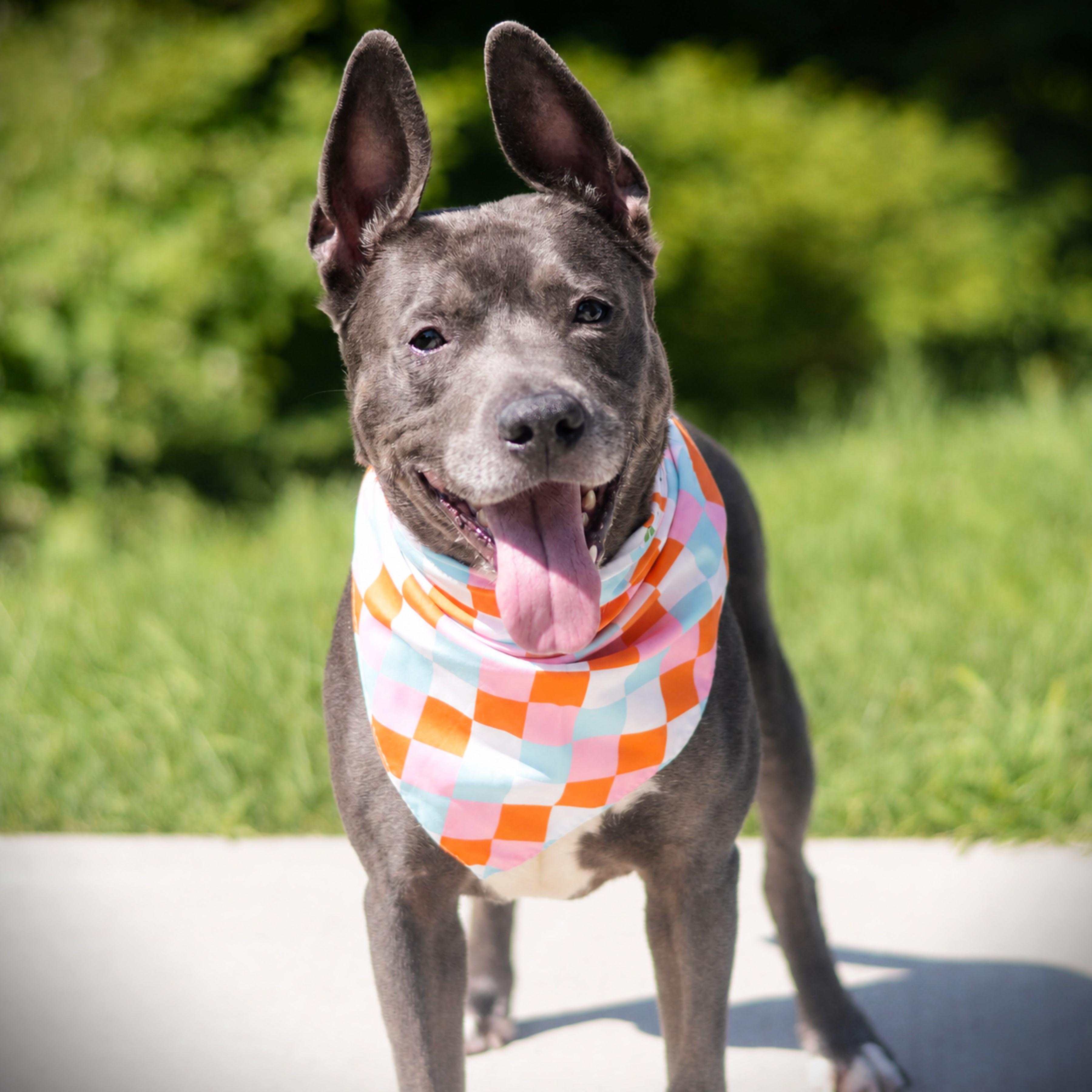 Miss Lady, adoptable, Adult Female Terrier.