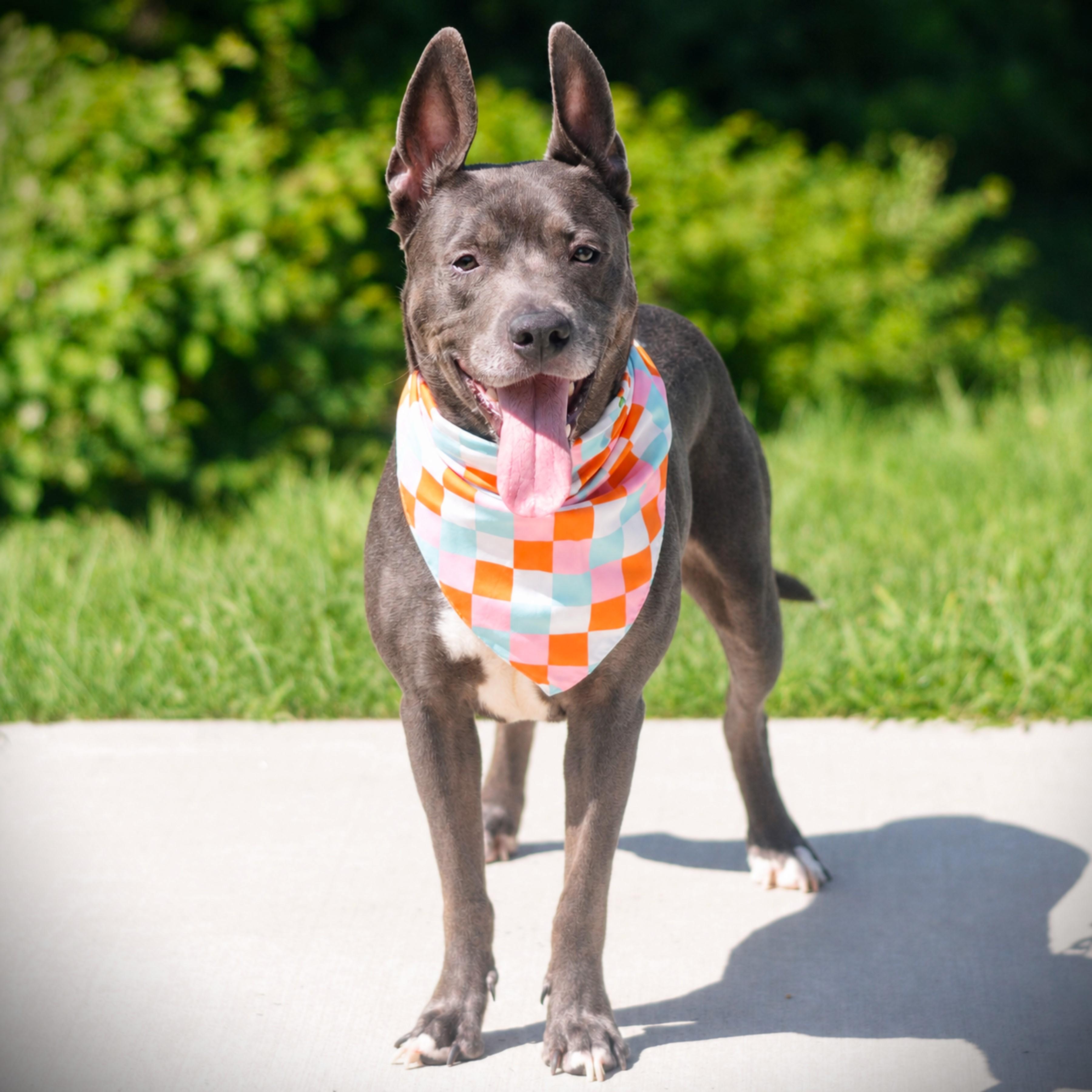 Enlarge Miss Lady, an adoptable mixed breed in Amsterdam, NY image 2/3