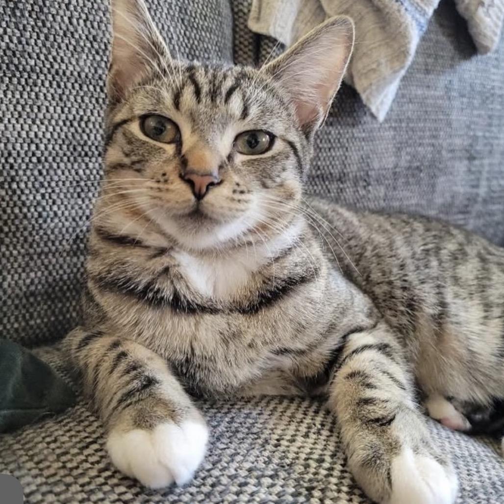 Enlarge Mouse, a Adoptable Domestic Short Hair in Los Angeles, CA image 1/1