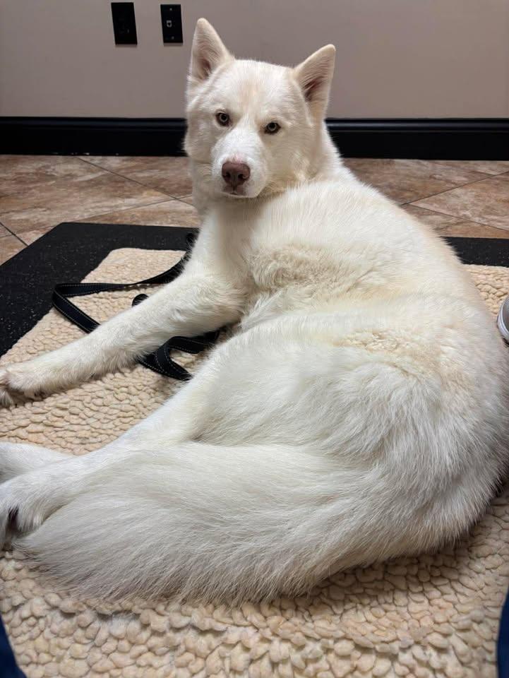 Enlarge Bolt, a ADOPTABLE mixed breed in Lexington, KY image 2/6