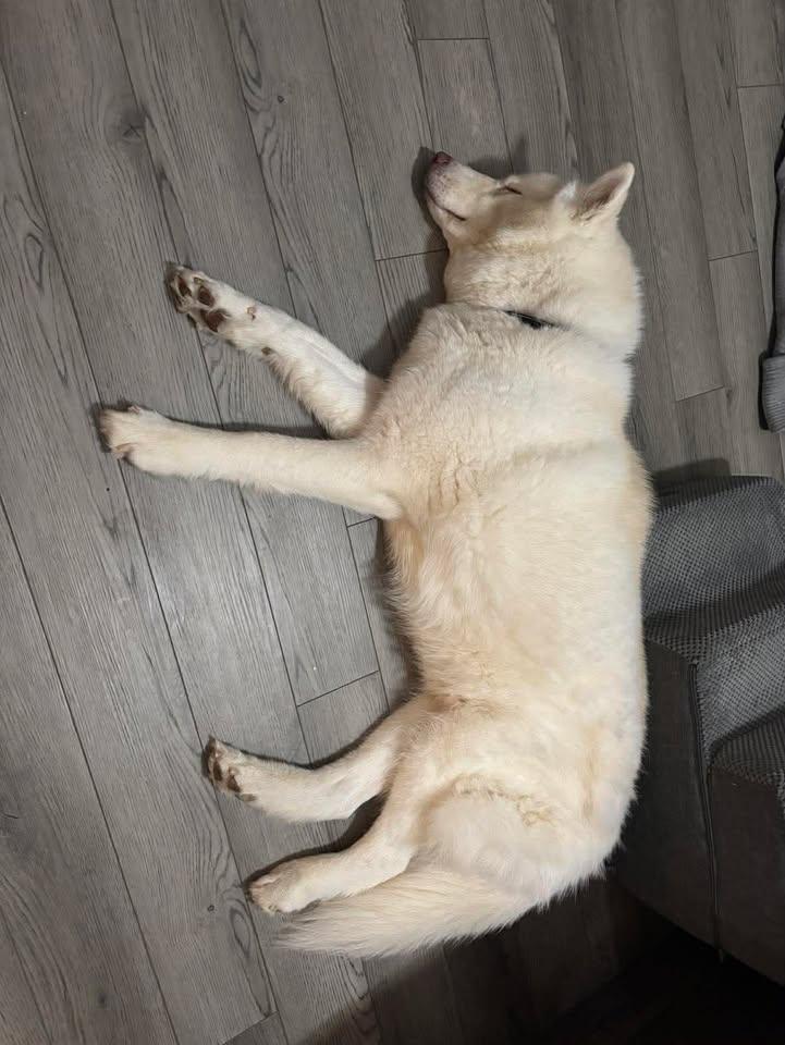 Enlarge Bolt, a ADOPTABLE mixed breed in Lexington, KY image 6/6