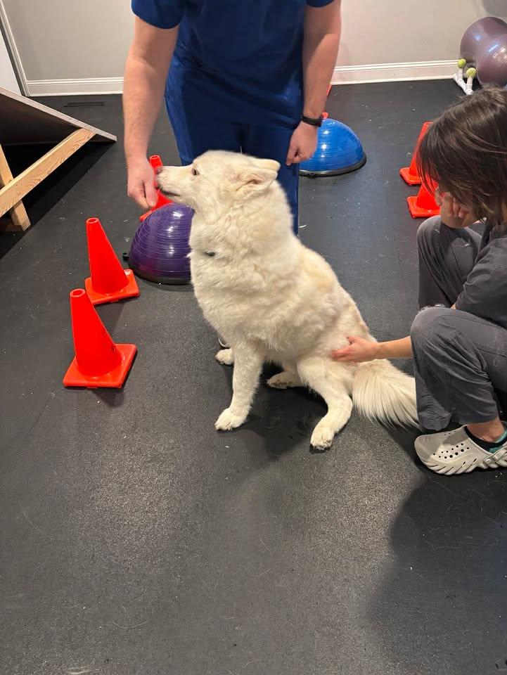 Enlarge Bolt, a ADOPTABLE mixed breed in Lexington, KY image 4/6