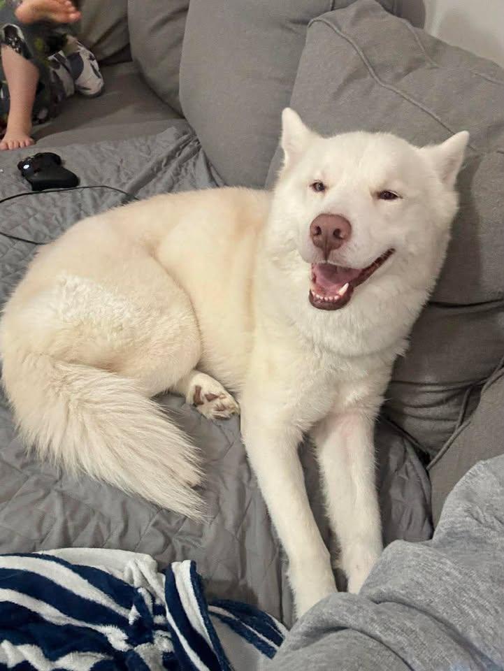 Bolt, ADOPTABLE, Adult Male Husky.