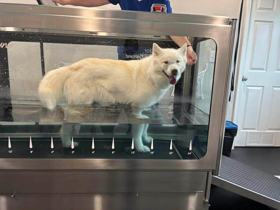 Enlarge Bolt, a ADOPTABLE mixed breed in Lexington, KY image 3/6