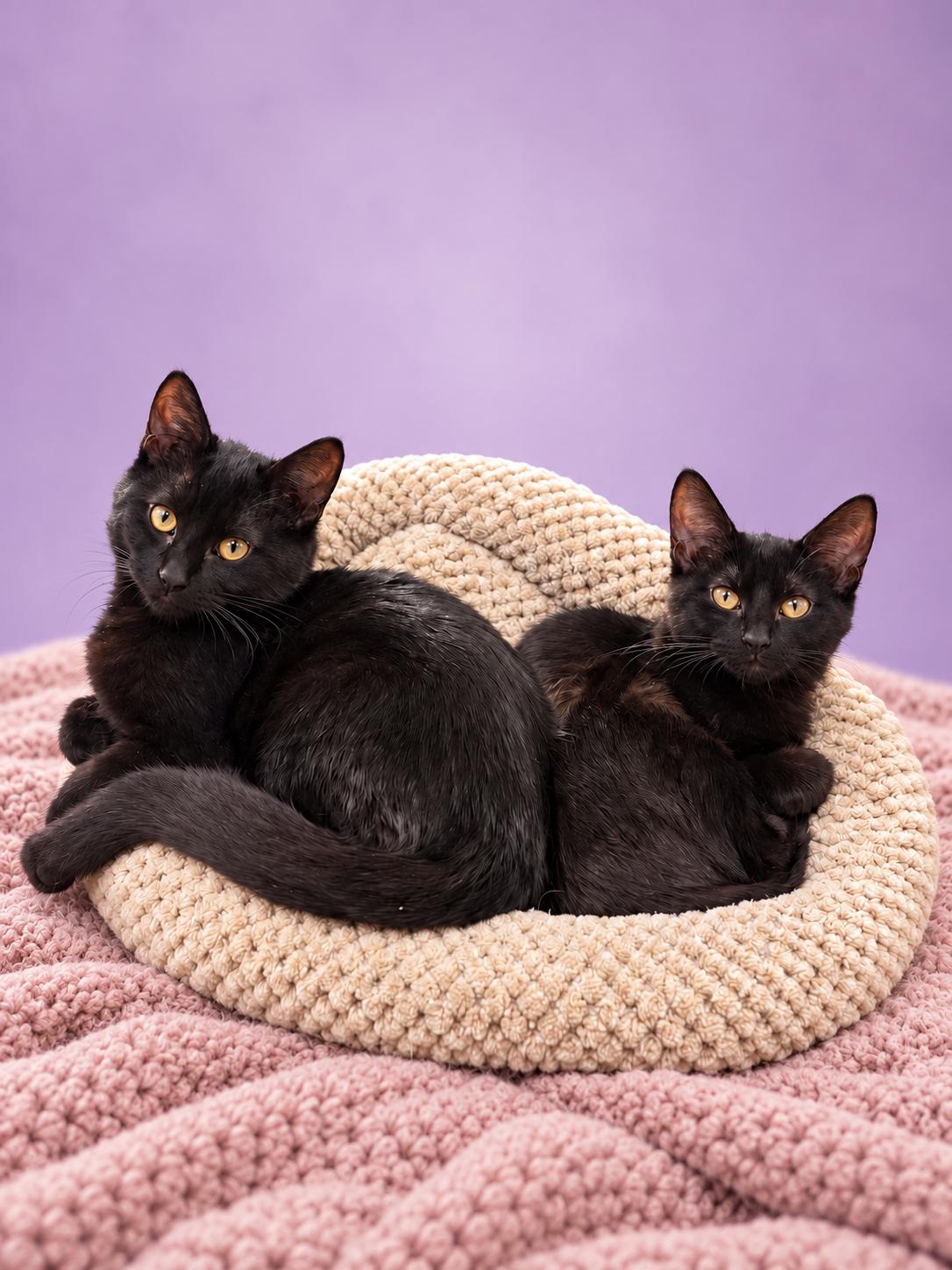 Enlarge Frick and Frack, a Adoptable Domestic Short Hair in Joliet, IL image 1/1