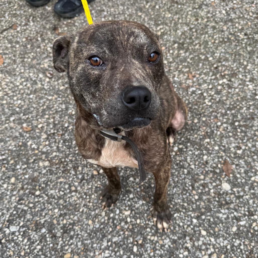 Armadillo, a Adoptable Mixed Breed in Monroeville, AL image 1/5